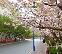 青岛黄海俱乐部最新引援消息